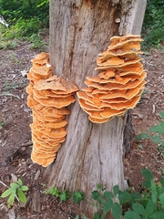 Laetiporus sulphureus