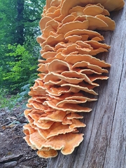 Laetiporus sulphureus