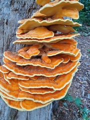 Laetiporus sulphureus