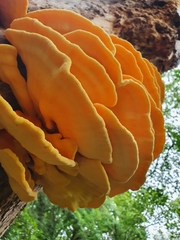 Laetiporus sulphureus