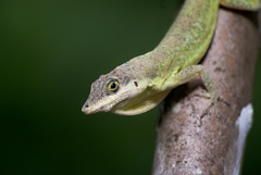 Anolis richardii