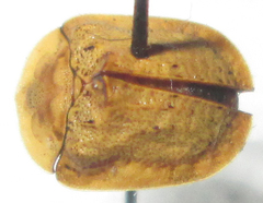 Acrocassis gibbipennis