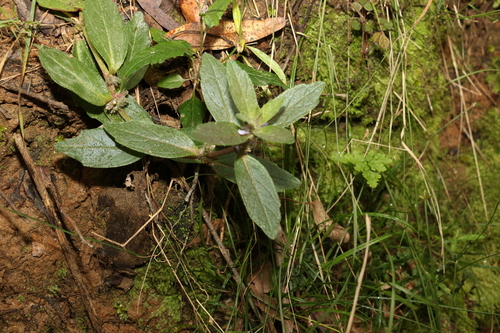 Austral bugle (Ajuga australis)