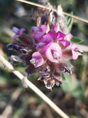 Anthyllis vulneraria iberica