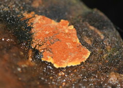 Hypoxylon crocopeplum