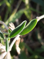 Anthyllis vulneraria iberica