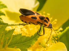Tropidothorax sinensis