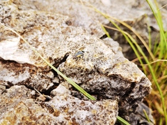 Hemithyrsocera vittata