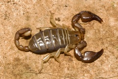Euscorpius