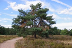 Pinus sylvestris