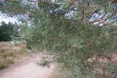 Pinus sylvestris