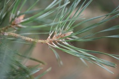Pinus sylvestris