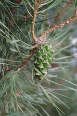 Pinus sylvestris