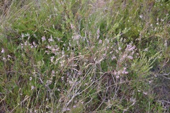 Calluna vulgaris