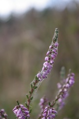 Calluna vulgaris