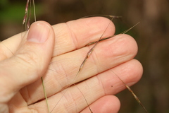 Chrysopogon sylvaticus