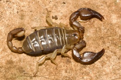 Euscorpius