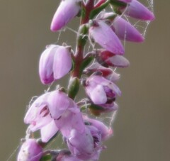 Calluna vulgaris