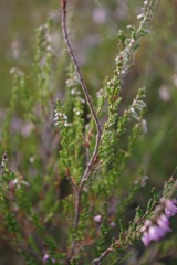 Calluna vulgaris