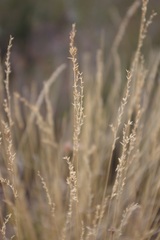 Poaceae