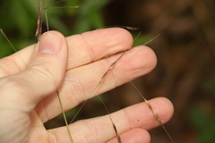 Chrysopogon sylvaticus