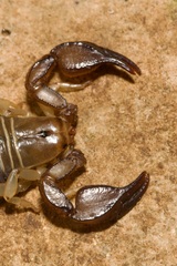 Euscorpius