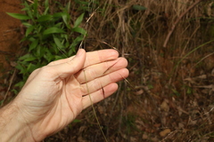 Chrysopogon sylvaticus