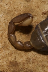 Euscorpius