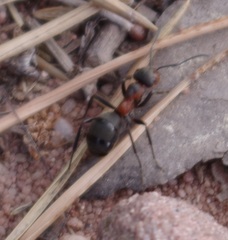 Formica rufa