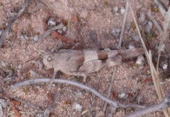 Oedipoda caerulescens