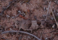 Oedipoda caerulescens