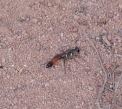 Sphecidae