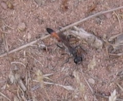 Sphecidae