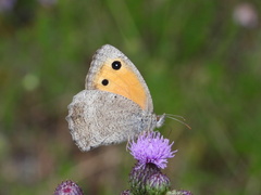 Hyponephele lycaon