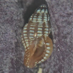 Cyrillia linearis