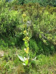 Gentiana lutea aurantiaca