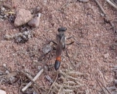 Sphecidae