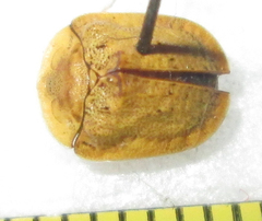 Acrocassis gibbipennis