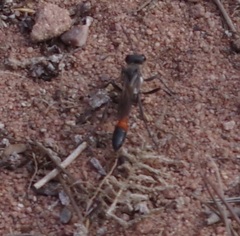 Sphecidae