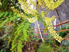 Pterolobium punctatum