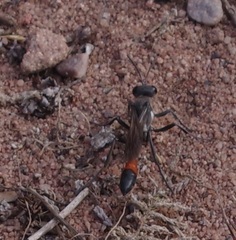 Sphecidae