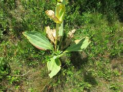 Gentiana lutea aurantiaca