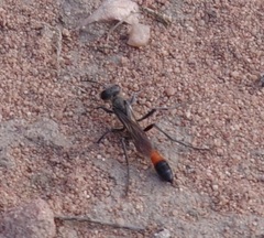 Sphecidae