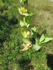 Gentiana lutea aurantiaca