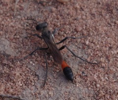 Sphecidae