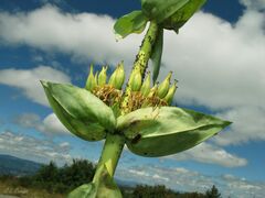 Gentiana lutea aurantiaca