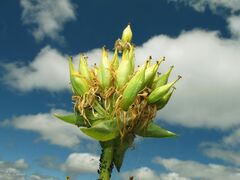 Gentiana lutea aurantiaca