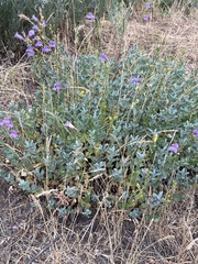 Penstemon azureus azureus