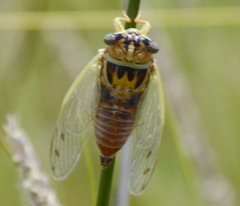 Diceroprocta delicata