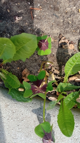 Oxalis tetraphylla